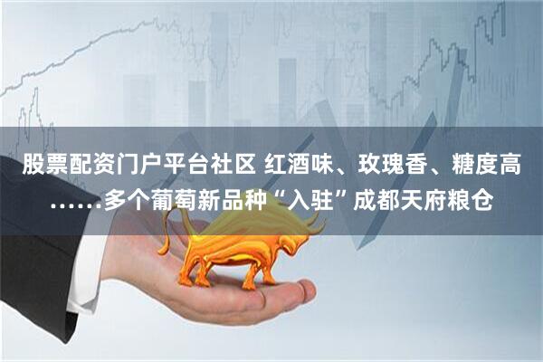 股票配资门户平台社区 红酒味、玫瑰香、糖度高……多个葡萄新品种“入驻”成都天府粮仓