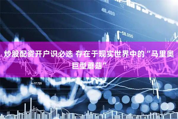 炒股配资开户识必选 存在于现实世界中的“马里奥巨型蘑菇”